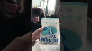 Your Dog Will Love These Dog Chews 🐶