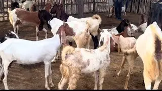 Most Profitable Farm Animals | Goat Farming is Profitable | New Breeds of Goat | Goat Farming| #goat