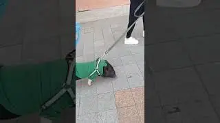 Приученная Свинка Пепе 🤣 #свинка #shortvideo #pig #top #прогулка #чучка #чочко #дресировка