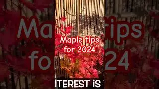 Winter Gardening Tips for 2024 #japanesemaple #plants #japanesetree #gardening #maple #garden #tree