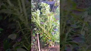 uprooting Malabar & Shoko to plant waterleaf #malabarspinach #asmrgarden #shoko #uprooting