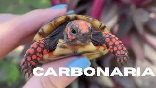 La GEOCHELONE CARBONARIA😍😍😍, la testuggine delle foresta amazzonica, che ama la frutta 🍓🍒🍊🍑🍌, 