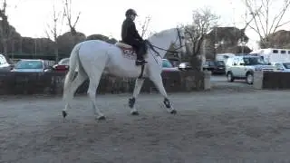 27. Stringhalt