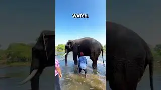 Elephant bathing near Coorg | Weekend getaway from Bangalore #travel