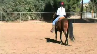 Using your Weight Aid in the Leg Yield