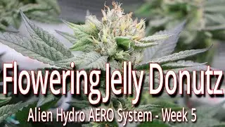 Цветущий сорт Jelly Donutz в системе Alien Hydro AERO, 5-я неделя.
