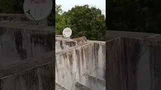 Daring Rooftop Walk by a Fearless Cat 🐾😼 | Rooftop Catwalk