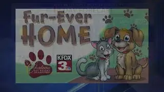 Fur-Ever home Wilbarger Humane Society 11/11/25