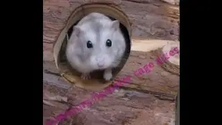 Minimum hamster cage sizes!