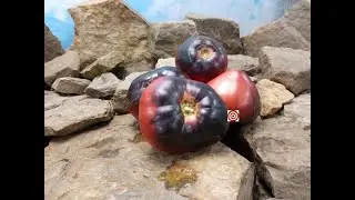 Sgt  Pepper Tomato Seeds or Sale At Bounty Hunter Seeds