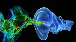 Explore the Human Ear  A 3D Adventure!!!