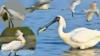 black-faced spoonbill (Platalea minor) is a species of wading bird in the ibis and spoonbill family