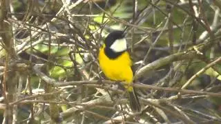Golden Whistler ♂ (Pachycephala pectoralis pectoralis)