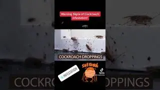 Warning signs of a cockroach infestation! #safeworkplace #workplace #safety #roach