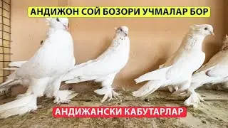 АНДИЖОН  СОЙ  КАБУТАР  13 АВГУСТ 2023