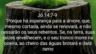 O Segredo n&atilde;o est&aacute; no Tamanho da &Aacute;rvore, Mas nas ra&iacute;zes profundas que as mant&eacute;m de P&eacute;! 