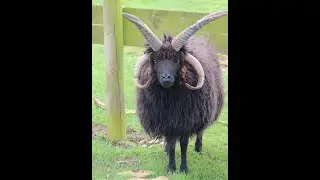 St Kilda: A Rosetta Stone for Early Sheep Races in the NE Atlantic Region? Prof Andrew Fleming FSA