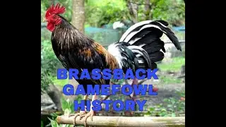 BRASSBACK GAMEFOWL HISTORY: A POWERFUL AND FIERCE FIGHTER