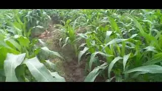 CARA NANAM JAGUNG YANNG BENER JAGUNG SEHAT BATANG KOKOH BESAR