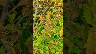 Milk fruit plant is fully flowered|| star apple|| #exoticfruits #tropicalfruit