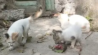 Give this hungry kitten some food 🐈😻 #Kitten​ #Cat​ #Food​ #Hungry​ #feedingcat #youtubevideo