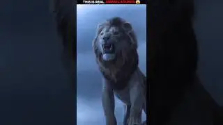 Omg 😱 ye kya sun liya #facts #lion #eagle #trendingshorts #viralshorts