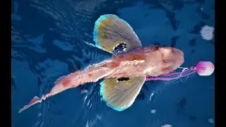 HOW TO CATCH GURNARD WITH LURES