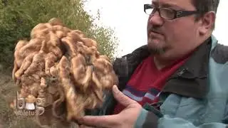 Big Boletus - Ciuperca Laetiporus Sulphureus
