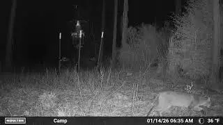 Big bobcat moving through!