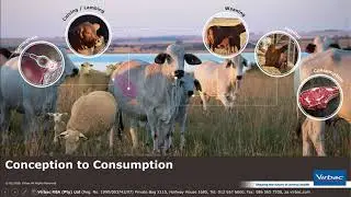 Virbac Webinar Recording : Management practices to optimize weaning mass