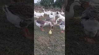 Observe the mother goose and her goslings. #goose #goslings #short #video