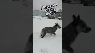 австралийский хилер щенок и первый снег #heeler #cattle_dog #хилер#австралийский_хилер #хилерЭля