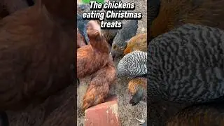 Chickens eating their Christmas treats #Short #Chickens #Christmas #Viral #Subscribe #Cute #Treats ￼