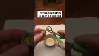 The quickest, mess free method to crack open a quail egg