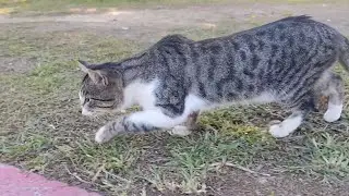 Enjoy your meal, lovely street cats.