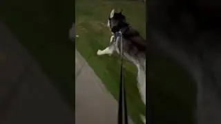 Husky Zooming