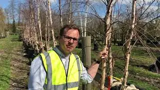 The Family Monsters Garden, RHS Chelsea Flower Show - Choosing the trees