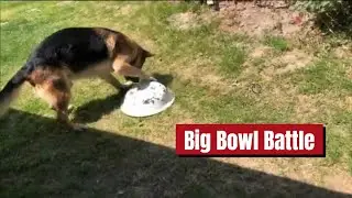 Funniest German Shepherd Ever Plays with Gigantic Bowl!