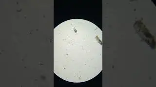 Helmet Under The Microscope | TULO - Microscope #shorts #microscope #underamicroscope