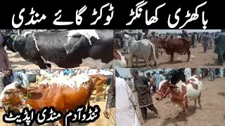 Tando adam bakhri cow mandi|all animals vlog