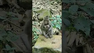 Adorable babymonkey holding  #babyanimal #anmals #animals #cute #babymonkey #babyprimate