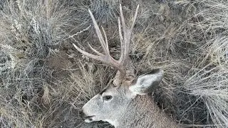  Mule Deer Hunting in British Columbia | Full Adventure 2025,2 bucks down 