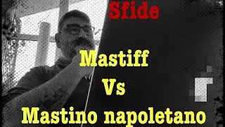 Mastiff VS Mastino Napoletano