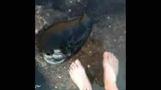 Giant Sea Slug!