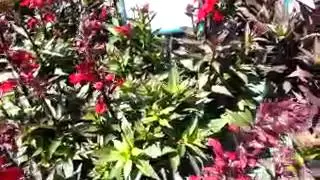 2014 Spring Trials: BALL Kieft Seed Lobelia II