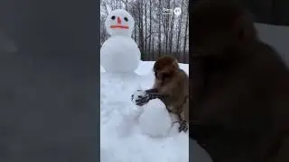 A monkey experiencing its first winter🐒#aianimals