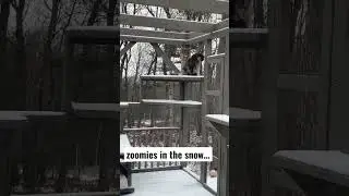 Snow Zoomies #shorts #animals #catlover #pets