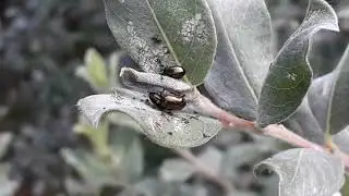Bronsgriendhaantje - Phratora vitellinae