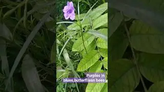 🦋 butterflies n bees,purple blue's #b+++