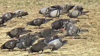 A Large Flock of Pigeons Eating I Pigeons of Pigeon Forge, Tennessee